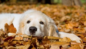 The Bedlam Farm Checklist For Prospective Dog Owners