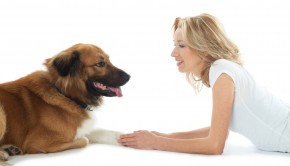 Katz on Dogs : A Commonsense Guide to Training and Living with Dogs