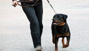 The Dog Walker