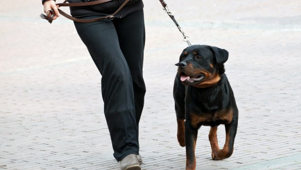The Dog Walker