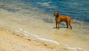 Visiting Key West, Florida with your pet
