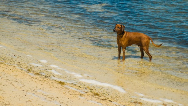 Visiting Key West, Florida with your pet