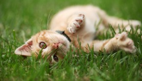 Playful kitty