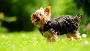 Leslie’s Top Ten Dos and Don’ts of Summer Doggie Etiquette