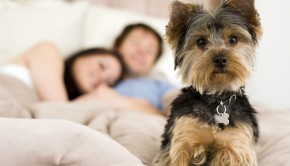 Must Love Dogs – Date My Pet
