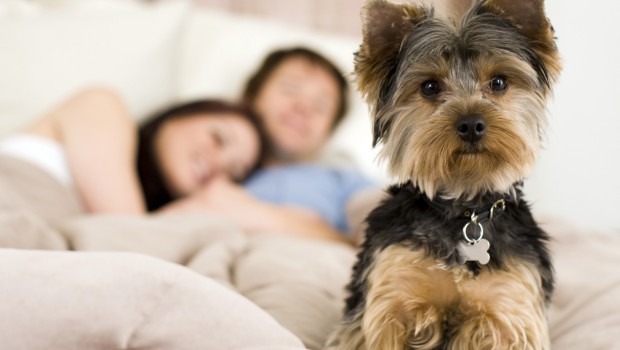 Must Love Dogs – Date My Pet