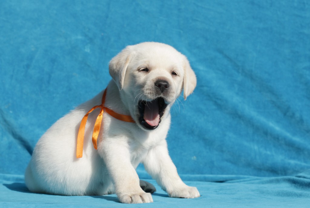 Puppy Needs Attention
