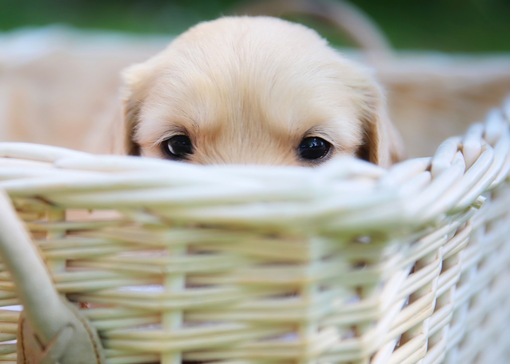 Puppy First Date