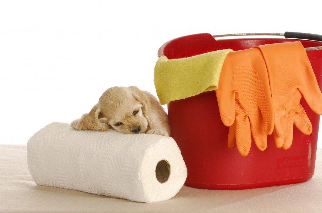 Puppy Poo