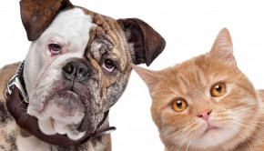Pet Allergies