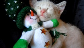 Kitten and Gift