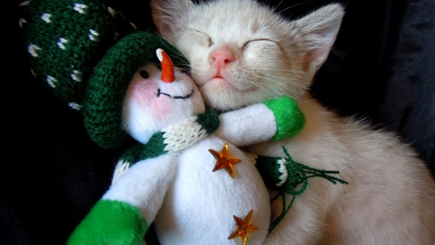 Kitten and Gift