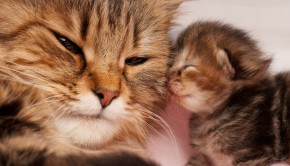 Love Of A Pet